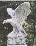 aquila